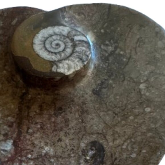 Ammonites and Orthoceras Fossil Heart Shape Dish | Small | NWT - Picture 4 of 5